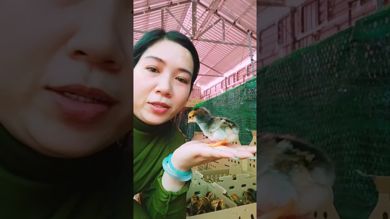  Con Giống phương nam chào quý cô Bác anh chị; Số hotline 0379179288(Loan)