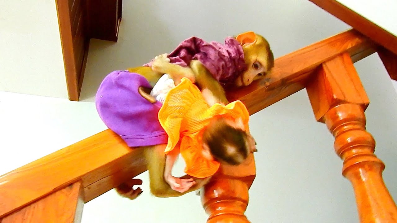 O M G! Bunny almost fall down from high when Polee careless.