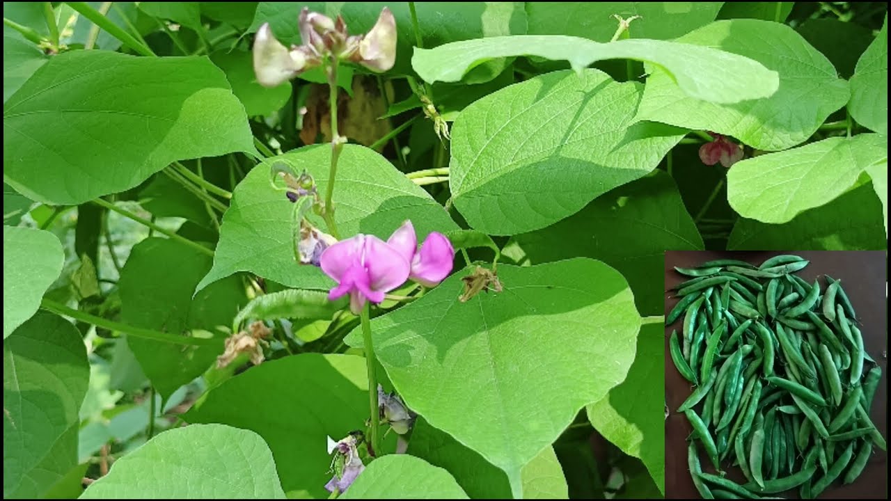 #you tube video #Health Benefits of Beans# పోషకాల చిక్కుడు