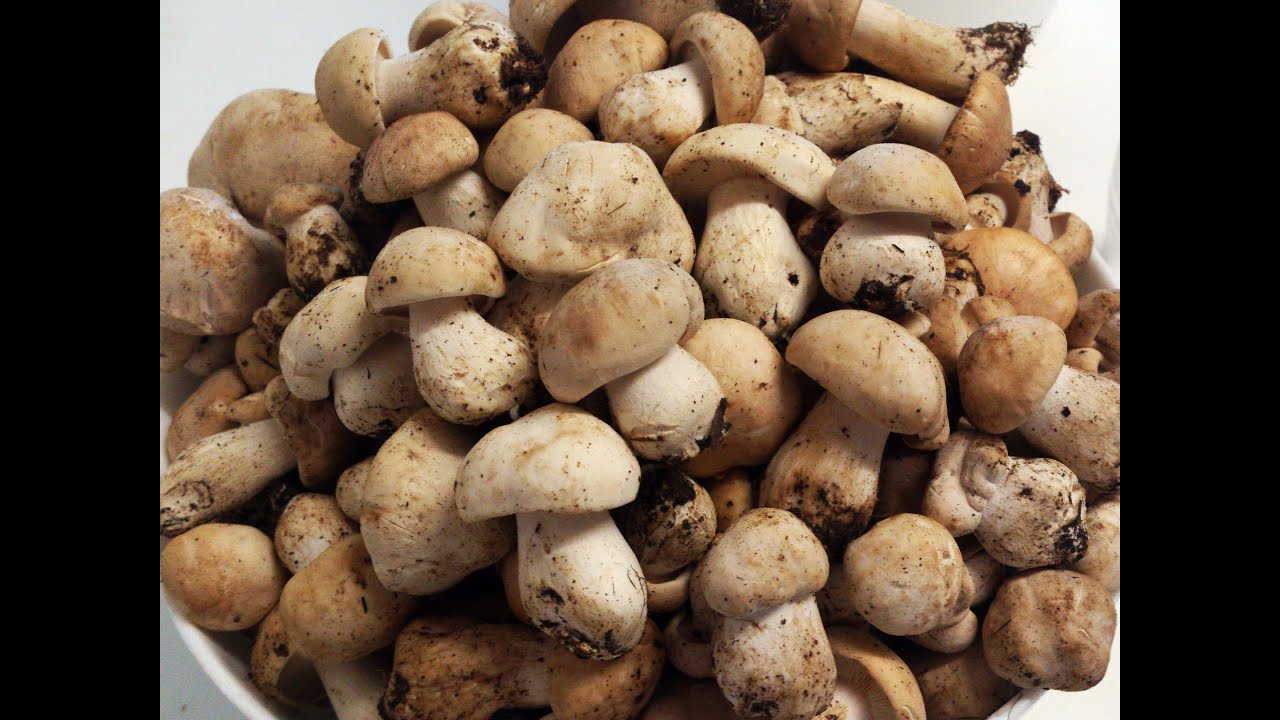 Seta de San Jorge , Perrechicos ( Calocybe gambosa ) Perretxiko