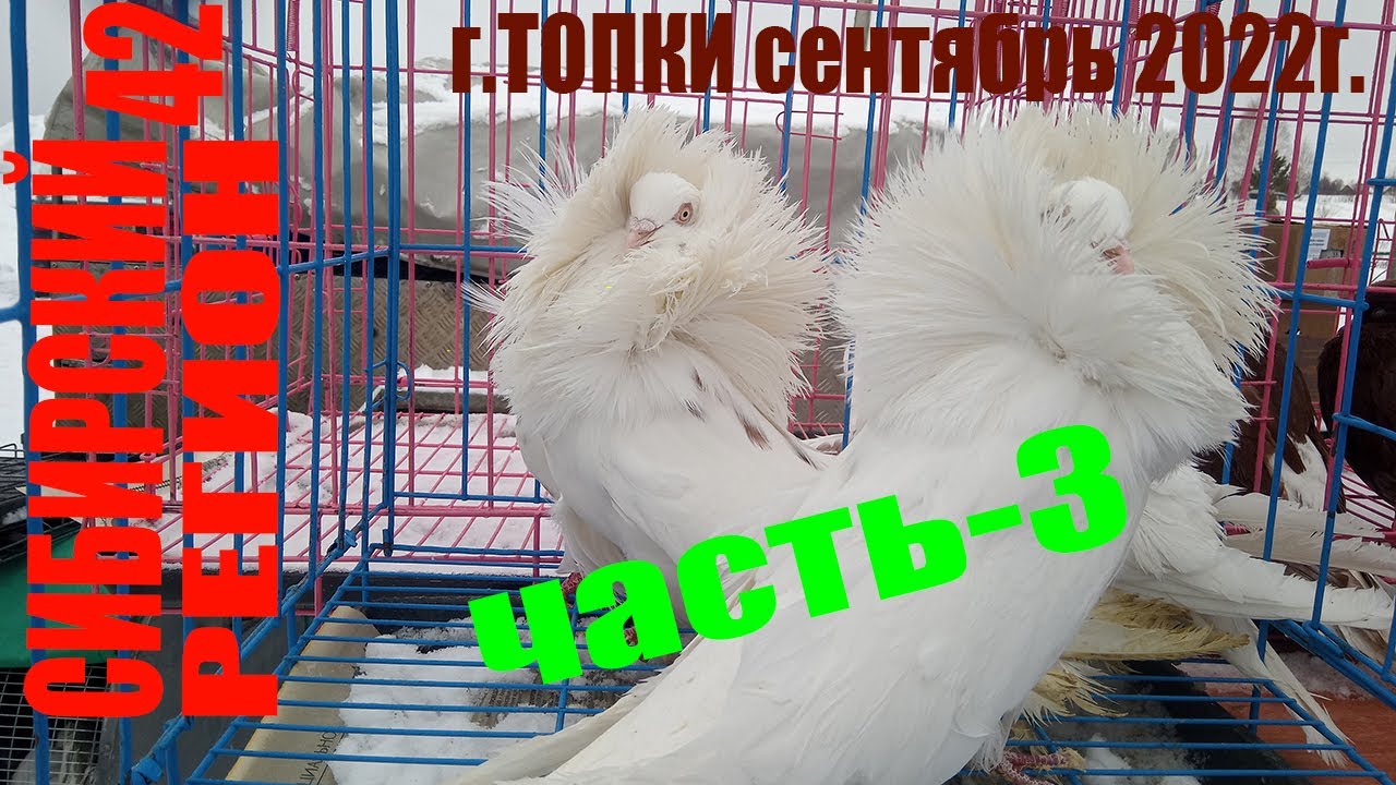 ГОЛУБИ.ПОРОДЫ ГОЛУБЕЙ и ЦЕНЫ.(часть-3)