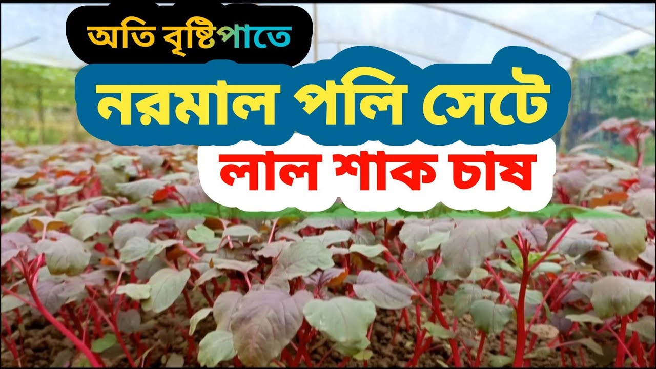 নরমাল পলি হাউজে লাল শাক চাষের A to Z  দেখুন একটি ভিডিও তে
