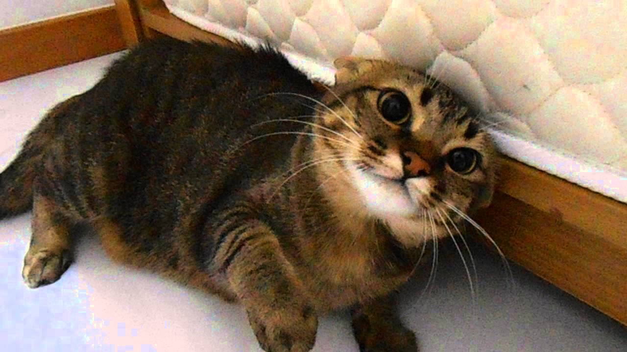 My jealous kitty