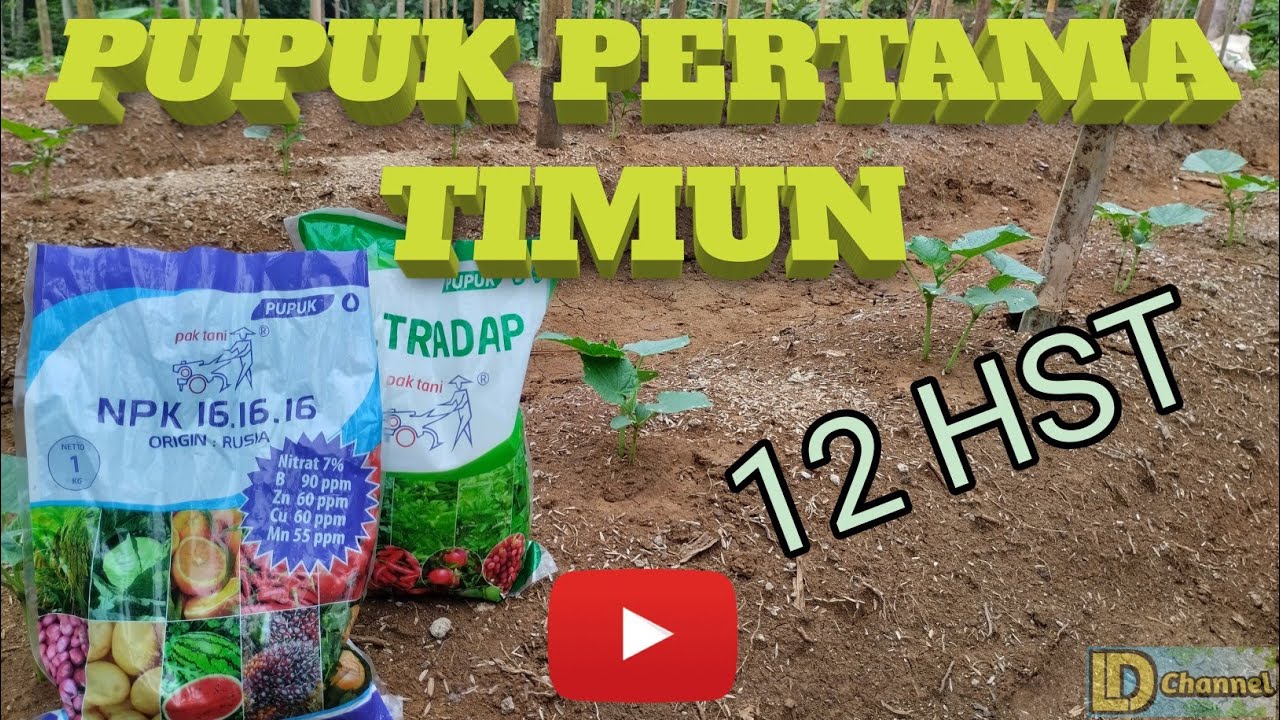 PUPUK PERTAMA TIMUN 12 HST