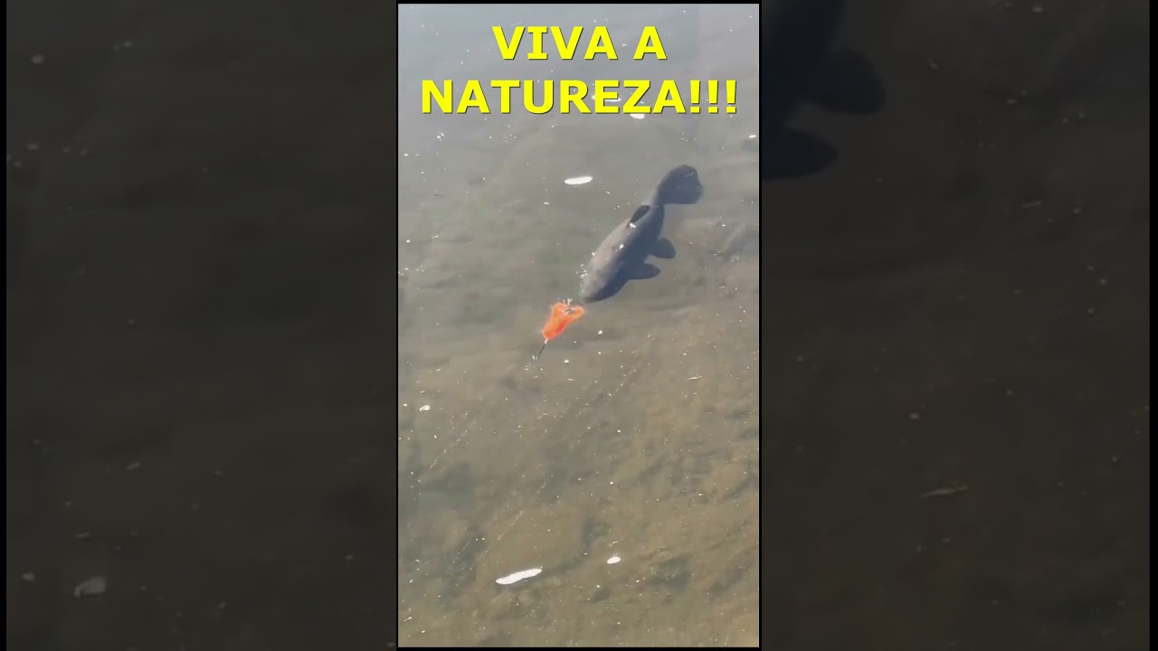 Fisgada perfeita!!!   