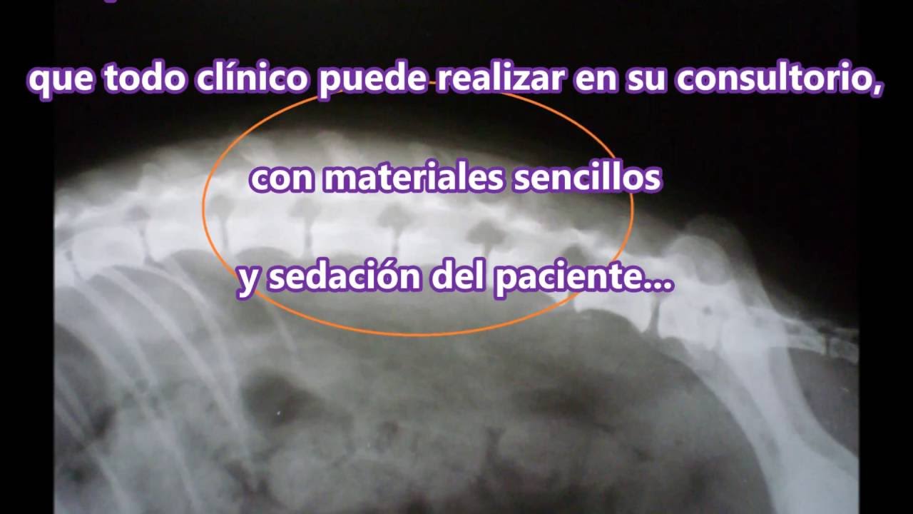FRACTURA DE COLUMNA EN CANINOS Y FELINOS - Inmovilización externa temporaria