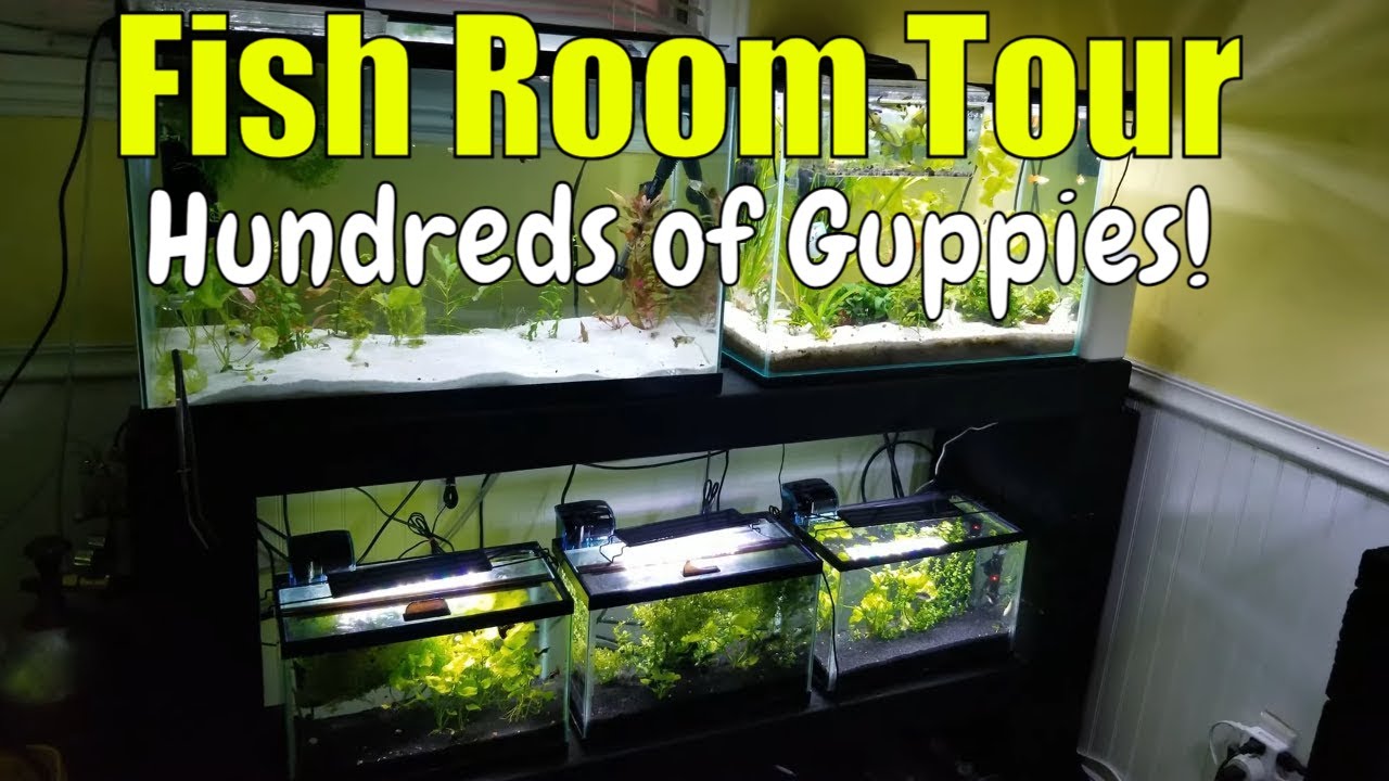 Guppy Room Tour | Hundreds of Guppies In The Fish Room!