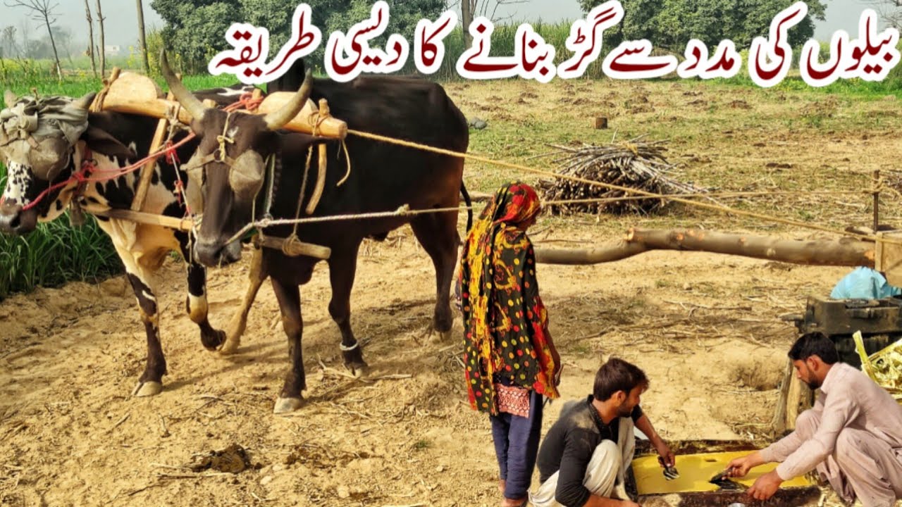 100% Natural Organic Jaggery (gurr) Making With The Help of Bulls | Preserving Natural