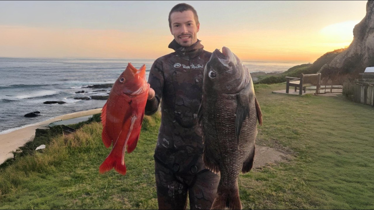Hunting the Elusive Poenskop: Spearfishing the South African Coast (Black Musselcracker)
