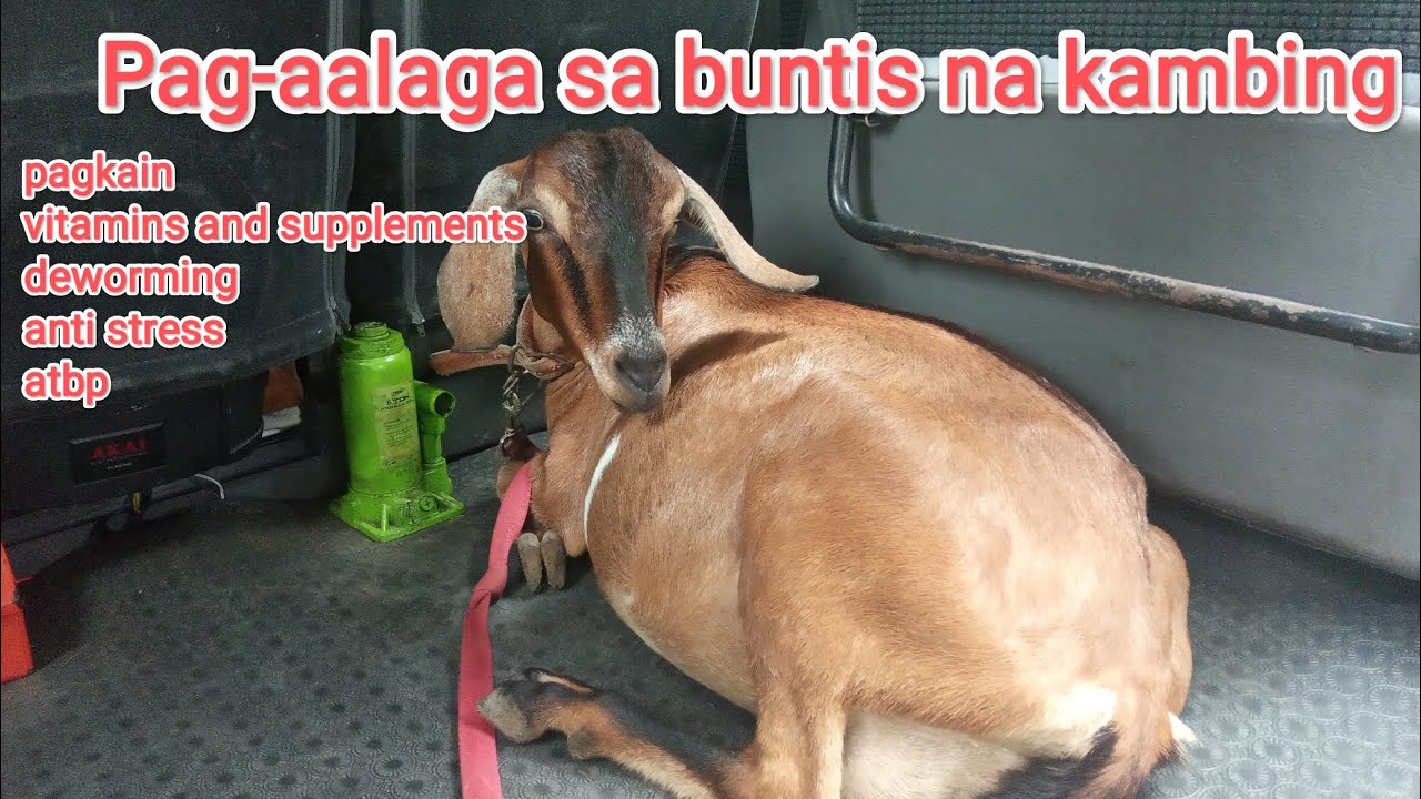 Pag-aalaga sa buntis na kambing