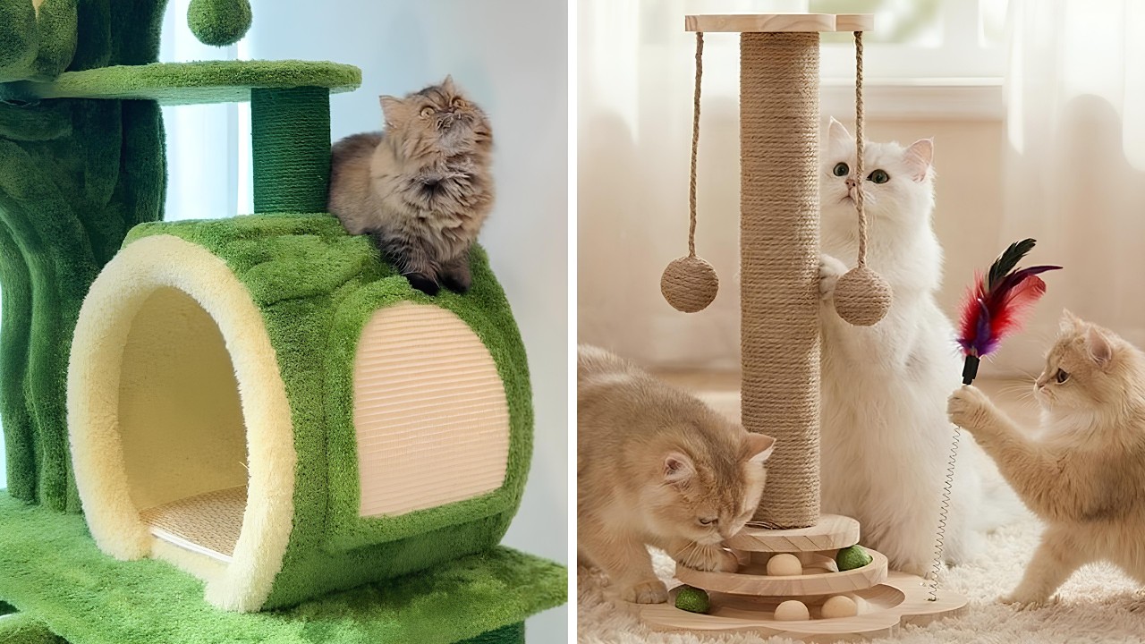 Hidden Improved Comforts for Cats Most Owners Overlook!