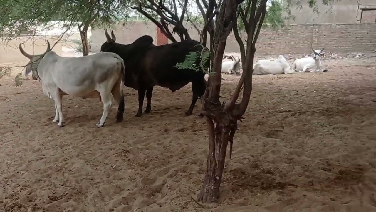 All cow is very beautiful and warm 
