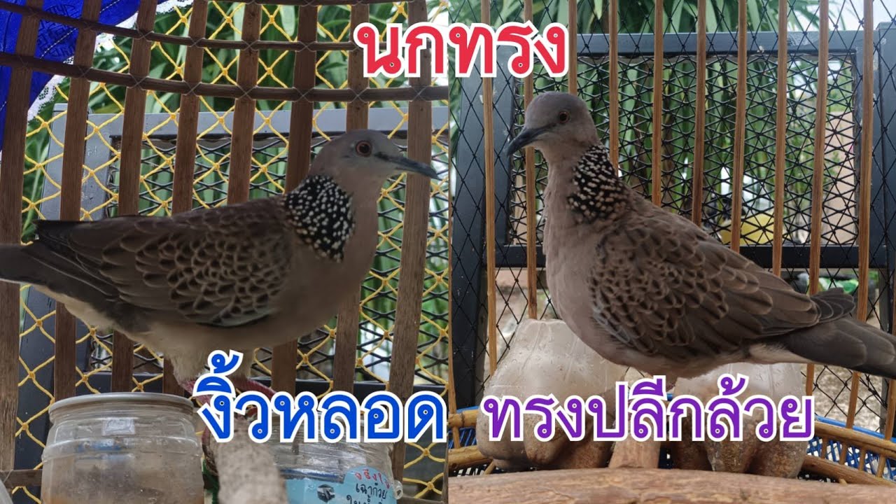 นกเขาใหญ่...ทรง..งิ้วหลอด & ปลีกล้วย