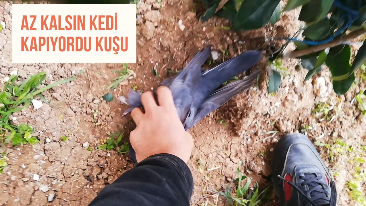 Güvercinimi KEDİ saldırısından kurtardım atmaca da başıma bela oldu