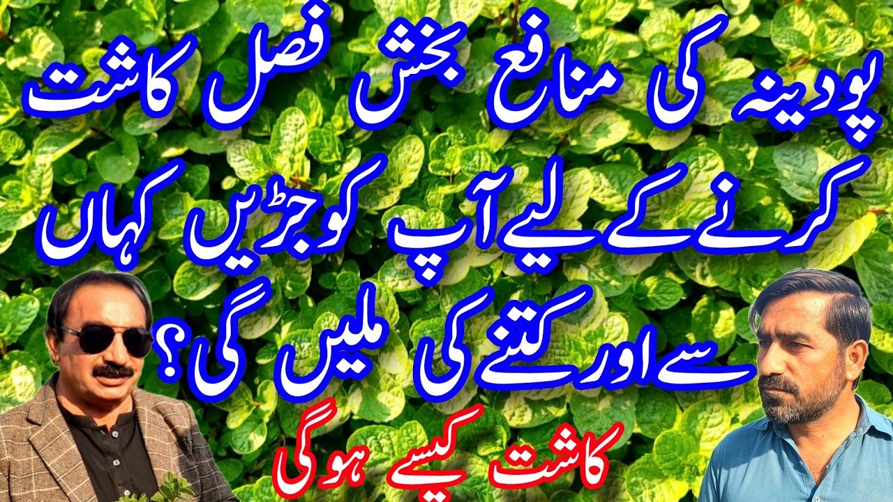 پودینہ کی منافع بخش فصل کاشت کرنےکےلیے آپ کو جڑیں کہاں سے اور کتنے کی ملیں گی؟
