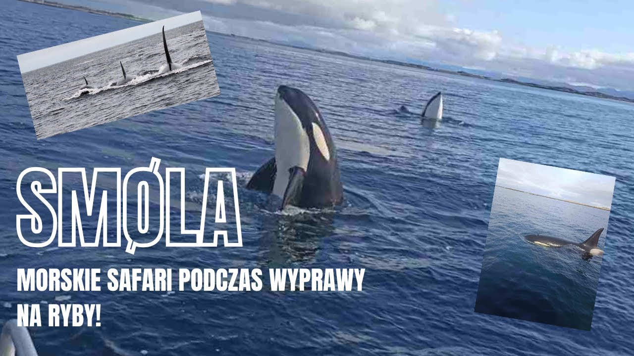 Wędkarstwo morskie w Norwegii - wyspa Smola - kwiecień 2025 - cz.2