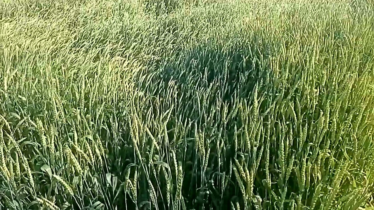 Фузариоз колоса на пшенице.