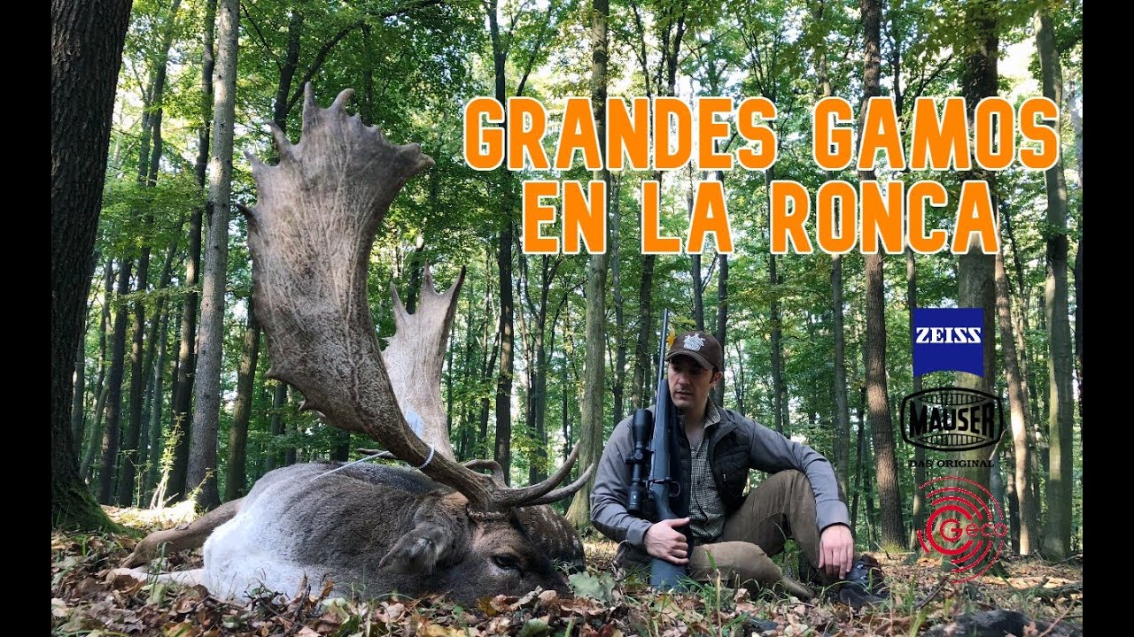 Cazando grandes gamos en Rep&uacute;blica Checa | Calidad 4K | Hunting giant fallow deer in Czech Republic