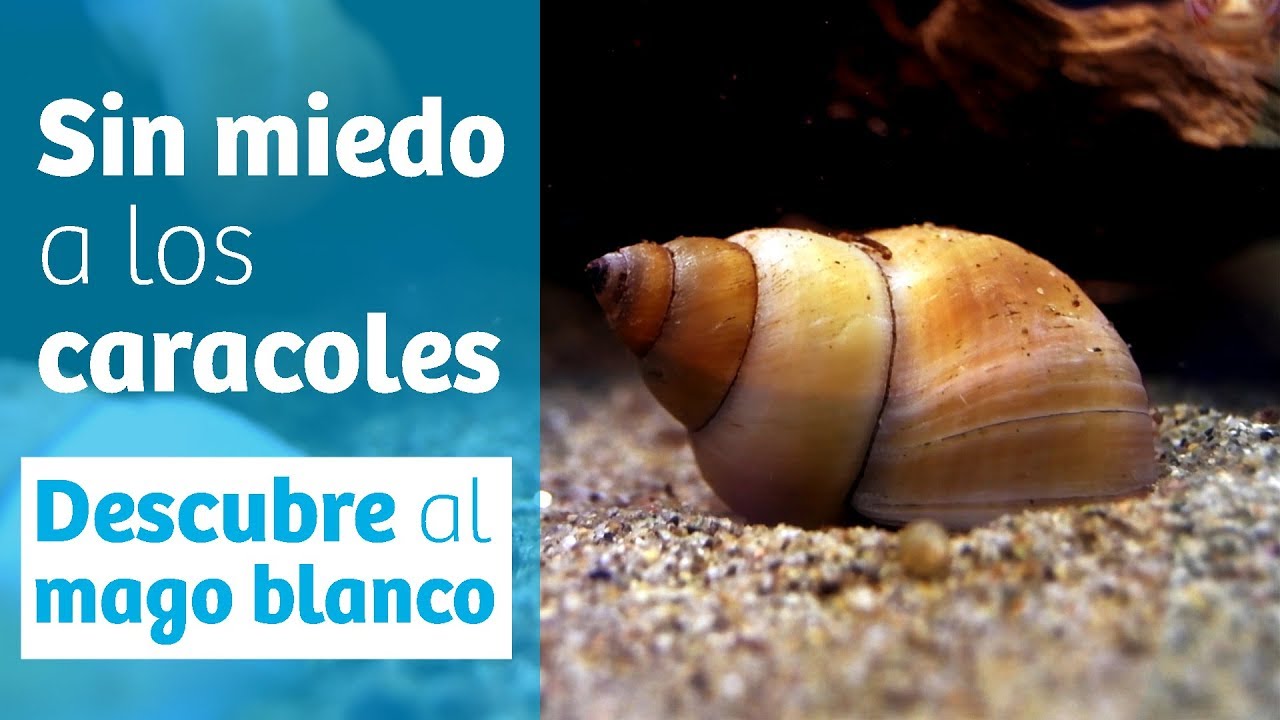 Invertebrados contra algas · Caracol mago blanco 🐌