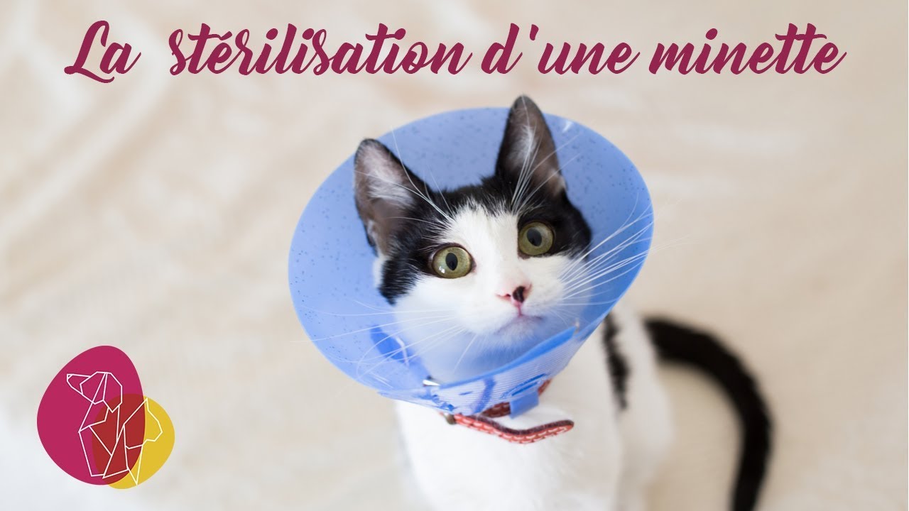 La stérilisation d'une minette