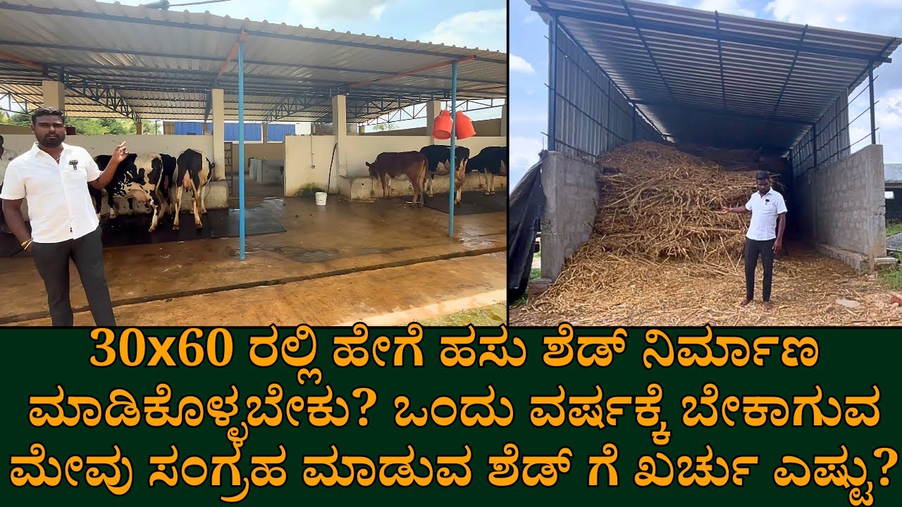 1 ವರ್ಷಕ್ಕೆ ಬೇಕಾಗುವ ಮೇವು ಸಂಗ್ರಹ ಮಾಡುವ ಶೆಡ್ ಗೆ ಖರ್ಚು ಎಷ್ಟು|30x60 ಹೇಗೆ ಹಸು ಶೆಡ್ ನಿರ್ಮಾಣ ಮಾಡಿಕೊಳ್ಳಬೇಕು?