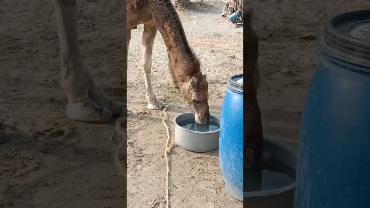 Camel drinking water MashAllah 🥰 very nice and beautiful very amazing vedio 😍