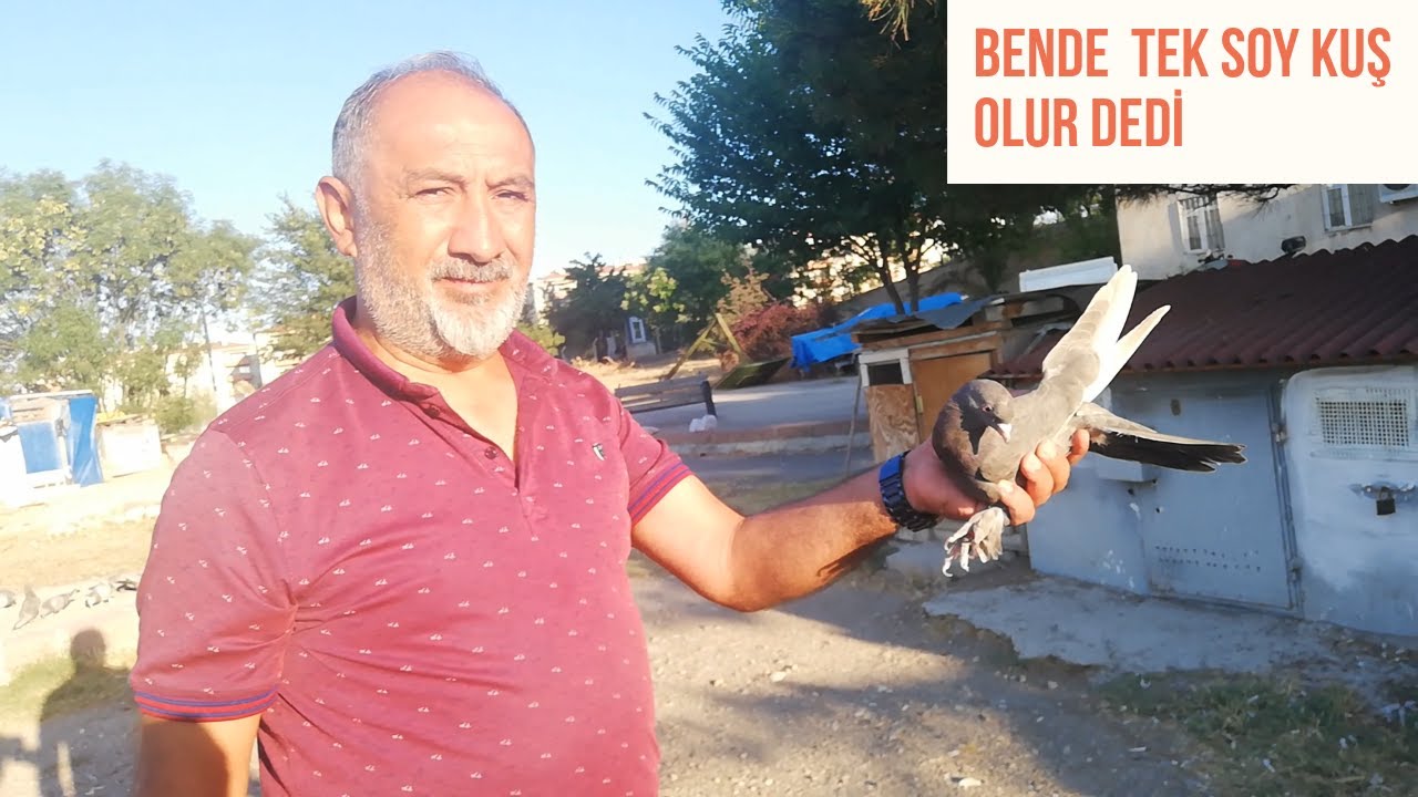 Satılık Hazır Seferli Güvercin Çetin Abinin Tek soy kuşları