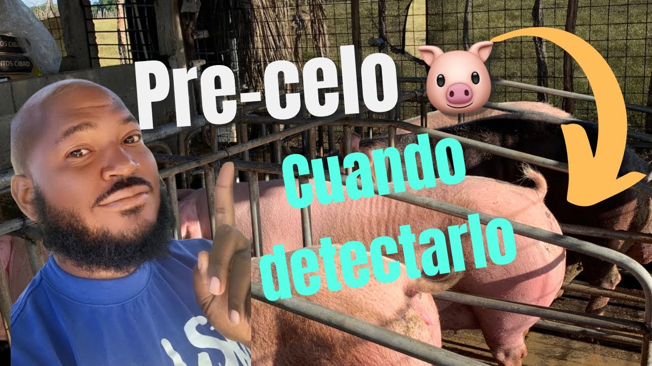 🐷como detectar un pre-celo en mi cerda🐷@granjapocinacastillo @AgroliferdTV @