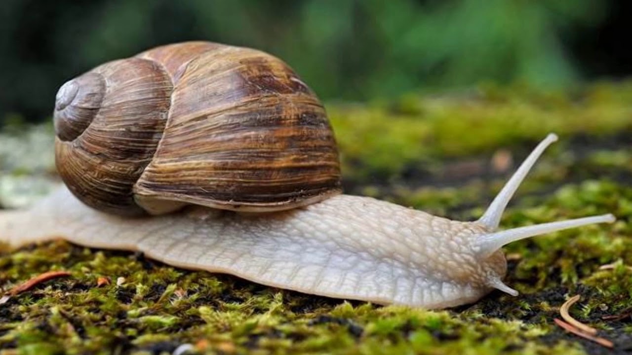 4 apra&scaron;o įra&scaron;as. Bestuburių tyrinėjimas Pažintis su vynuogine sraige