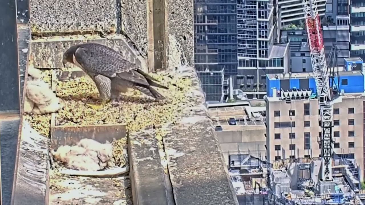 #falcon CAM3#70 mother birds brings food to feed her chicks in the nest, Falcon babies feeding