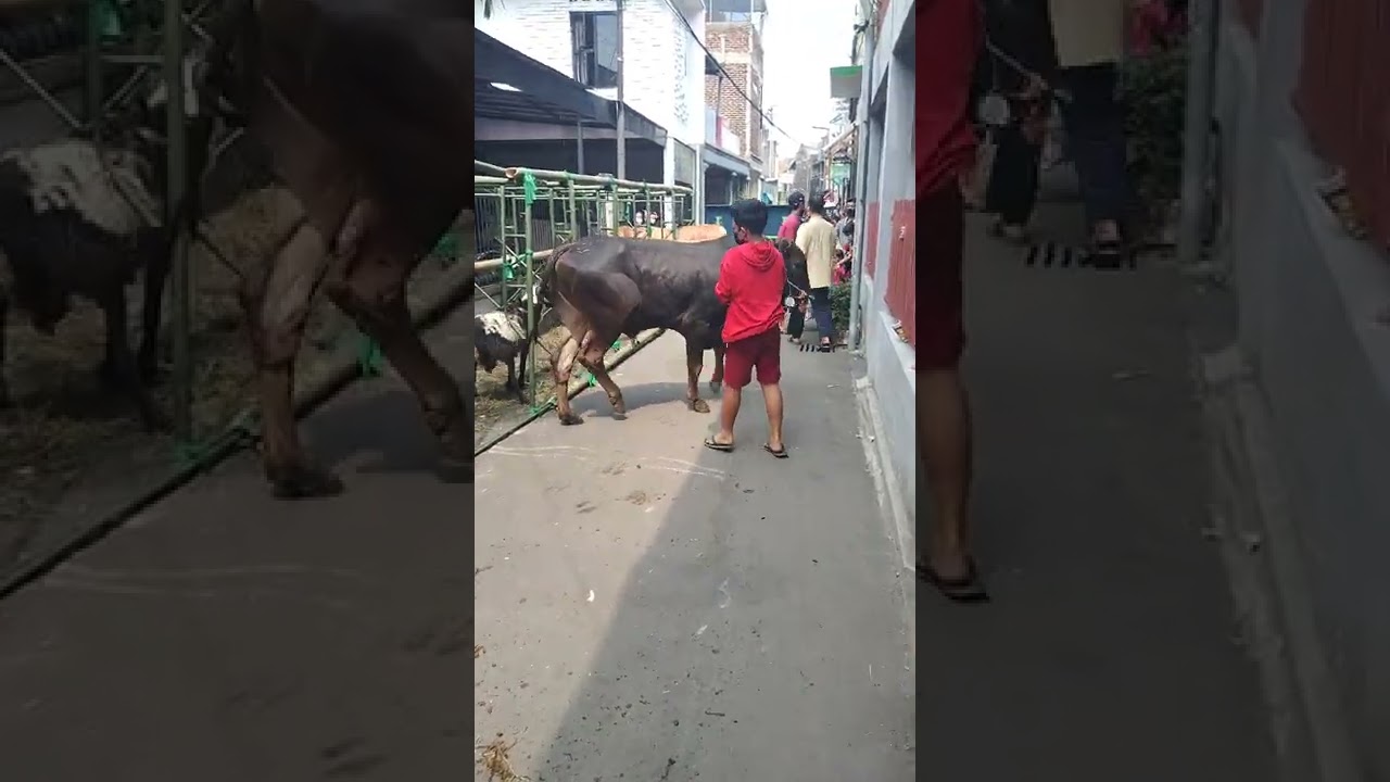 pengiriman sapi ke masjid jl.suci Bandung