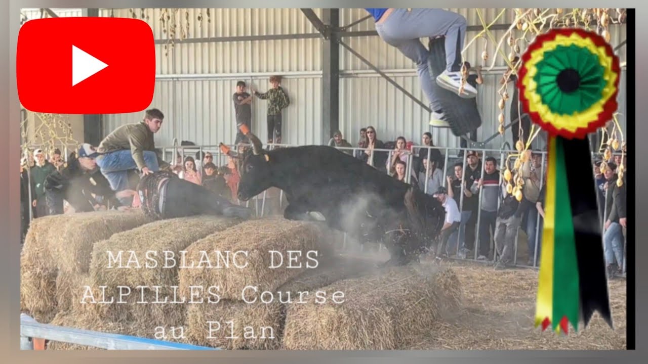 MAS BLANC DES ALPILLES ➡️Un régal cette Course au Plan 😍 de la Manade Robert.H le 22/02/26 🔴🟡🟢⚫️