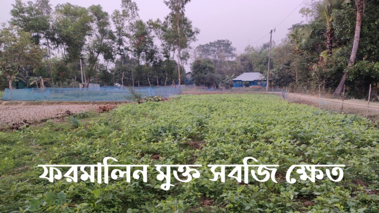 গ্ৰামের ফরমালিন মুক্ত সবজি ক্ষেত। Village Lifestyle #লাইভ #live