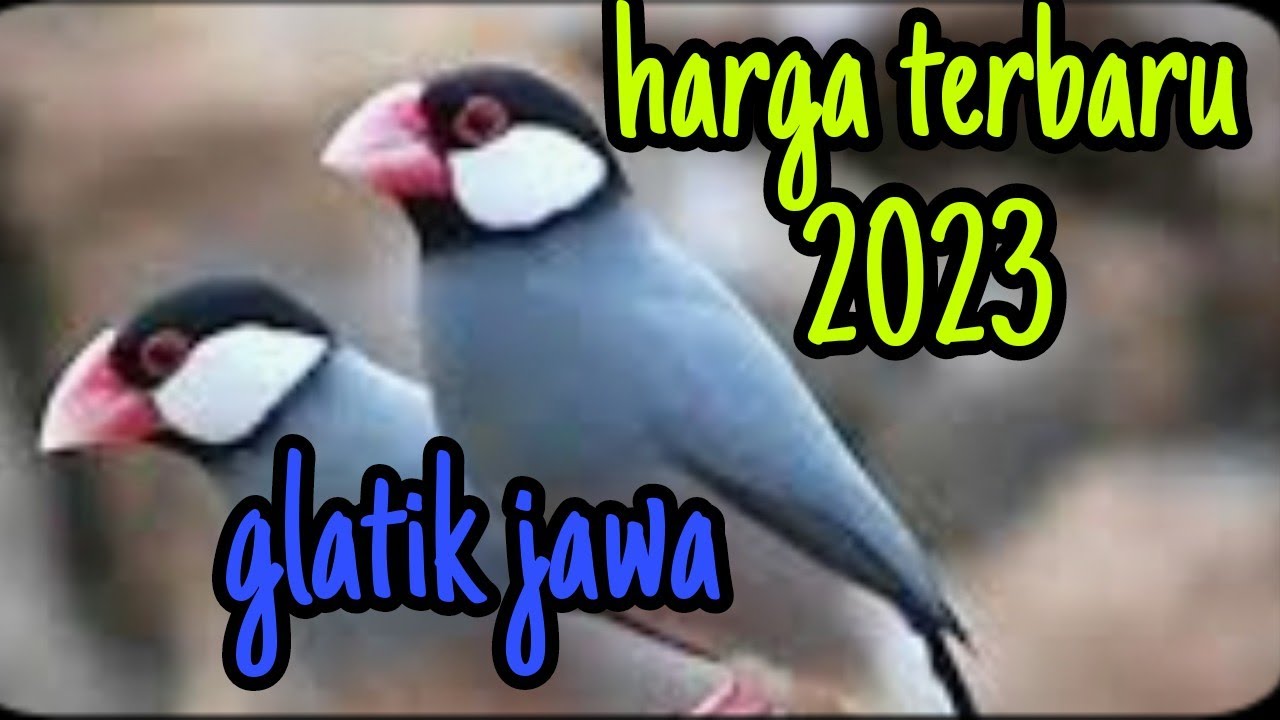 harga terbaru glatik jawa/belong lengkap 2023