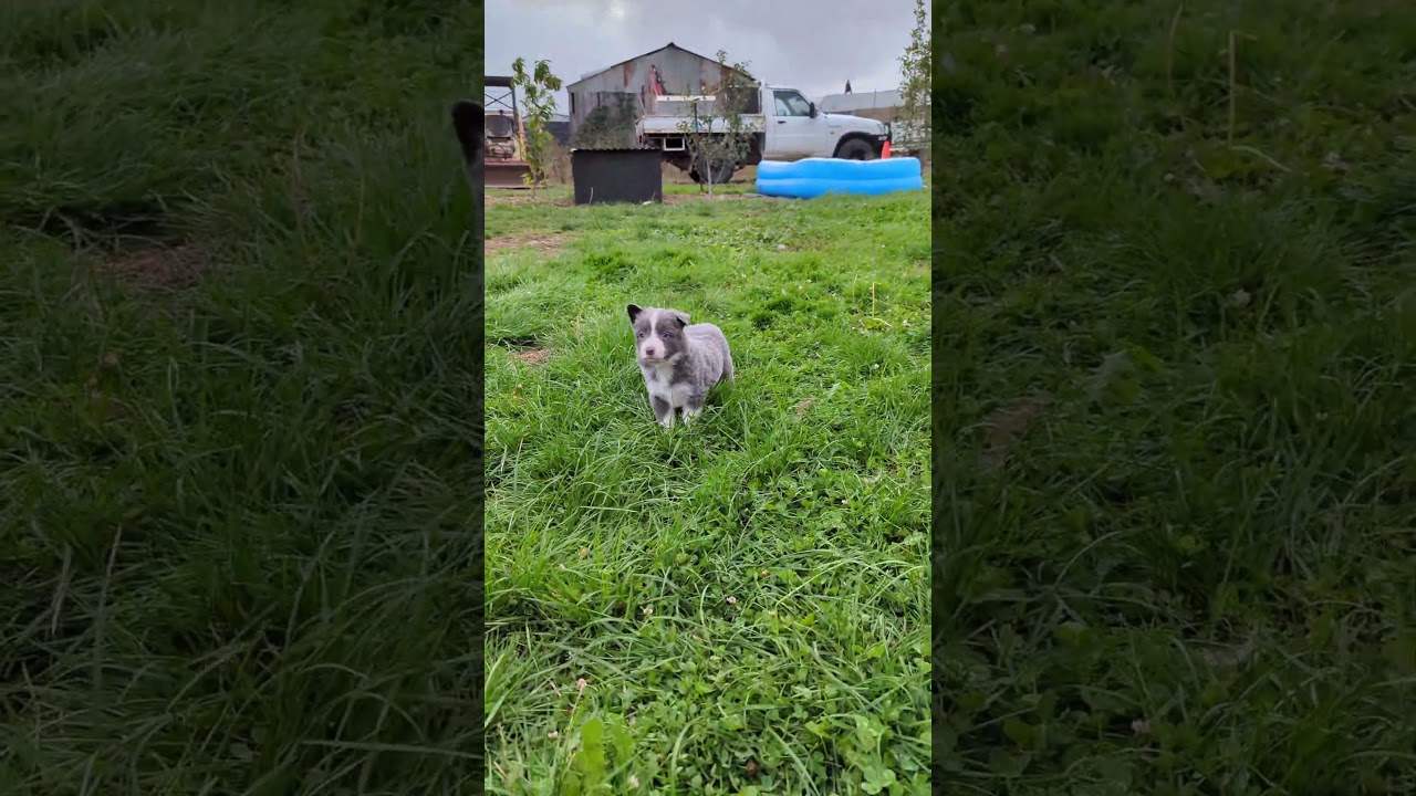 Dynamo the Border Collie Puppy is ready to explore #bordercollie #puppy #puppytraining
