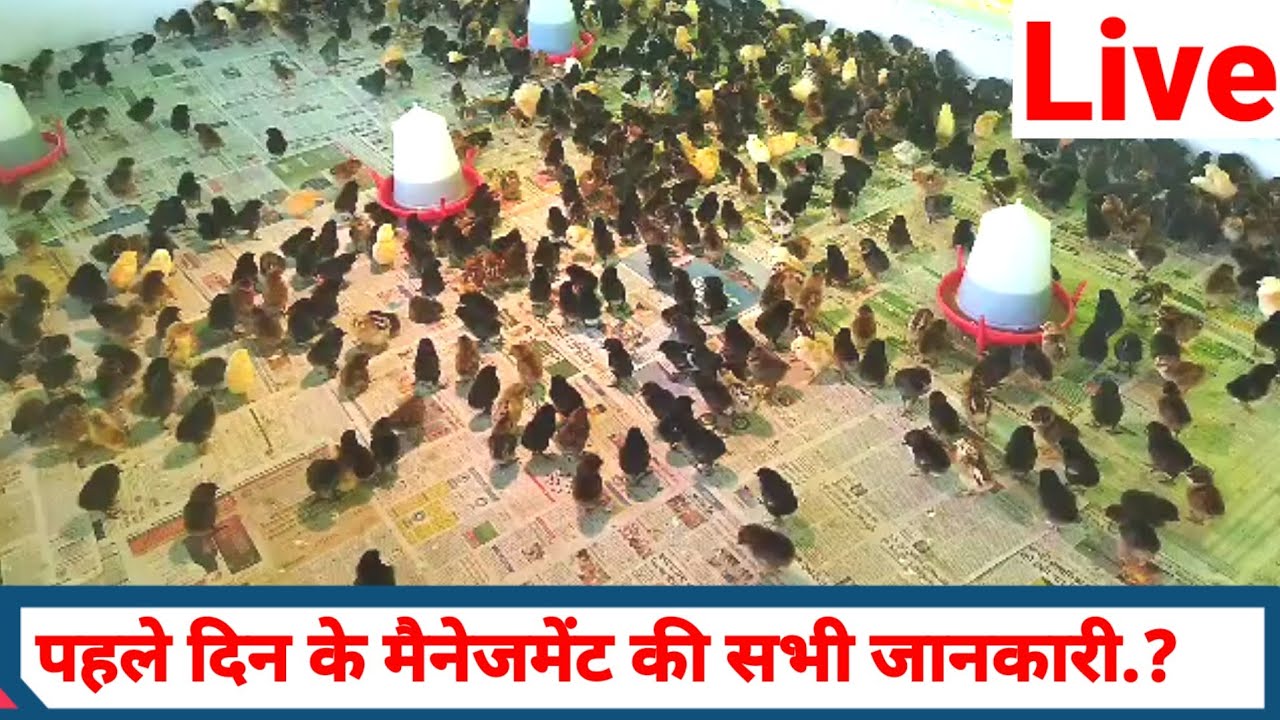 पहले दिन की सभी जानकारी!! DESI MURGI PALAN !!