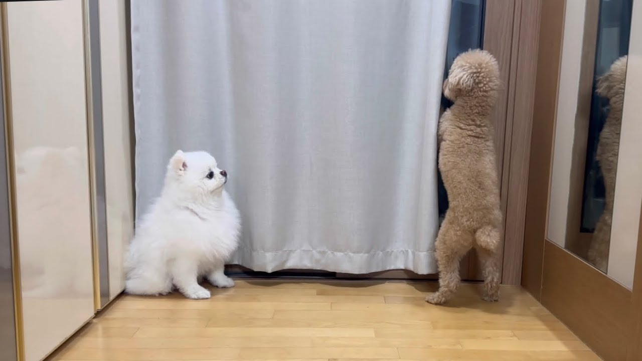 분리불안이 있는 강아지 둘이 집에 있으면 어떨까?