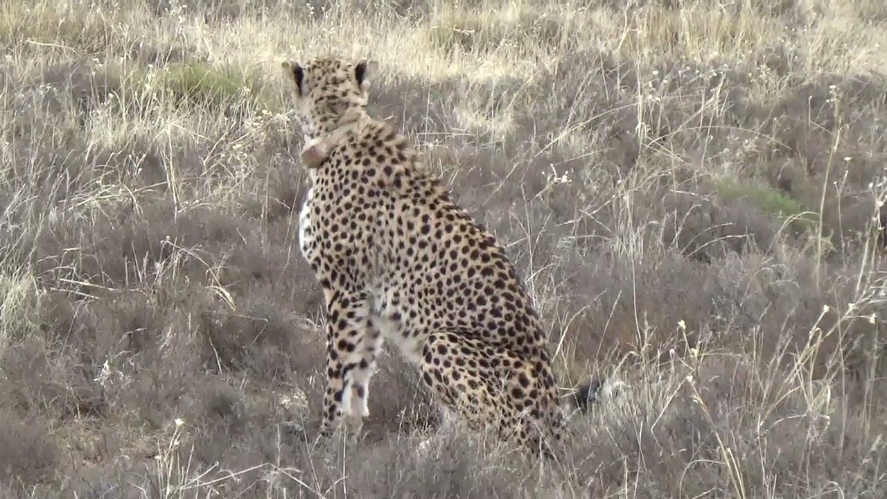Mountain Zebra national park: Cheetah tracking