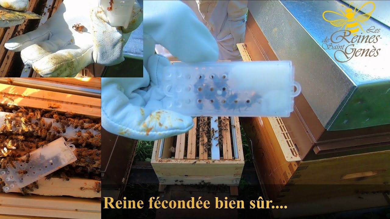 Introduction de reine dans ruche orpheline très difficile #apiculture 2021