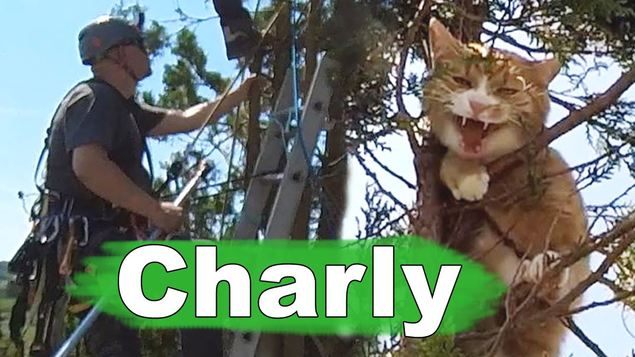 Kater Charly auf dem Baum - Tiernotruf #338