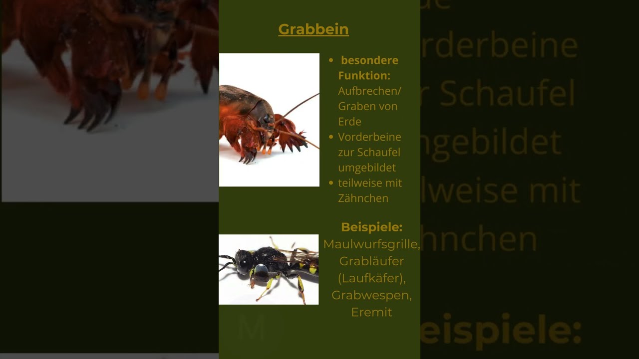 Insekten 1x1 - Kein Bein wie das andere