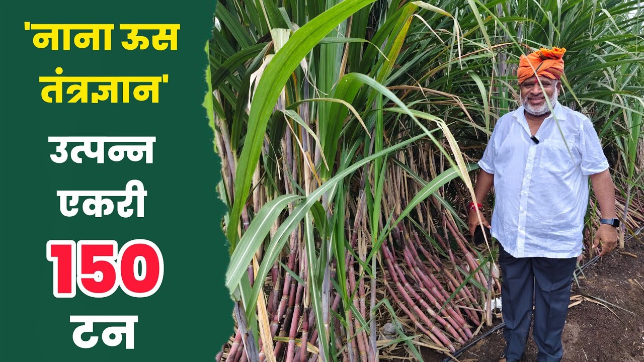 नऊ महिन्यात उसाची झालेली वाढ पहा | 