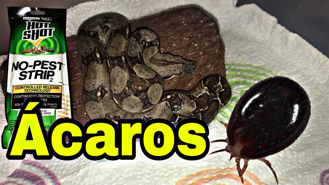Ácaros en Boa Constrictor Parte 1