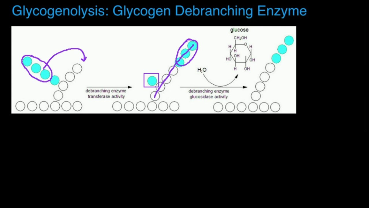 Glycogen Debranching Enzyme: Functions and Mechanism