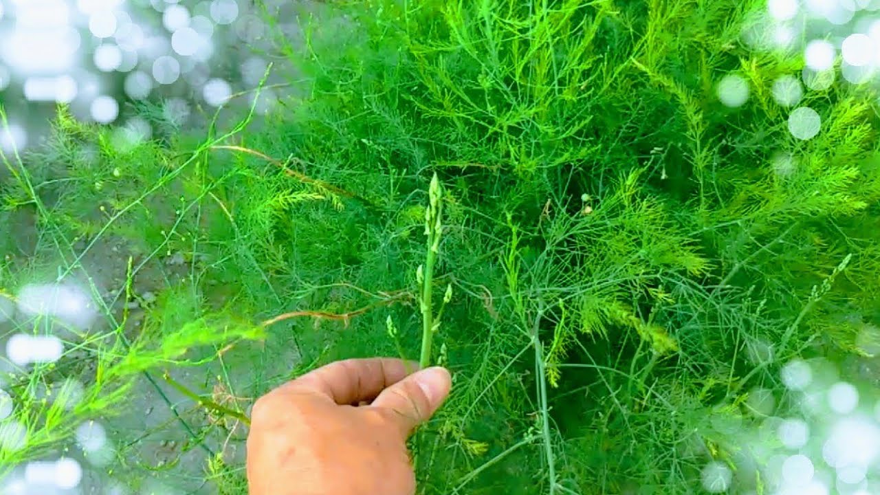 【蘆筍如何從種子到採收001】老媽的簡易「蘆筍栽種」法，真的很簡單！