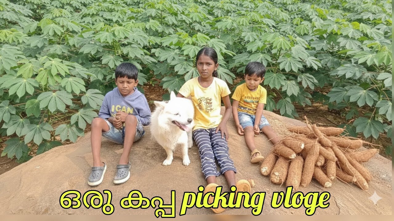  കപ്പ പറിക്കൽ vloge 