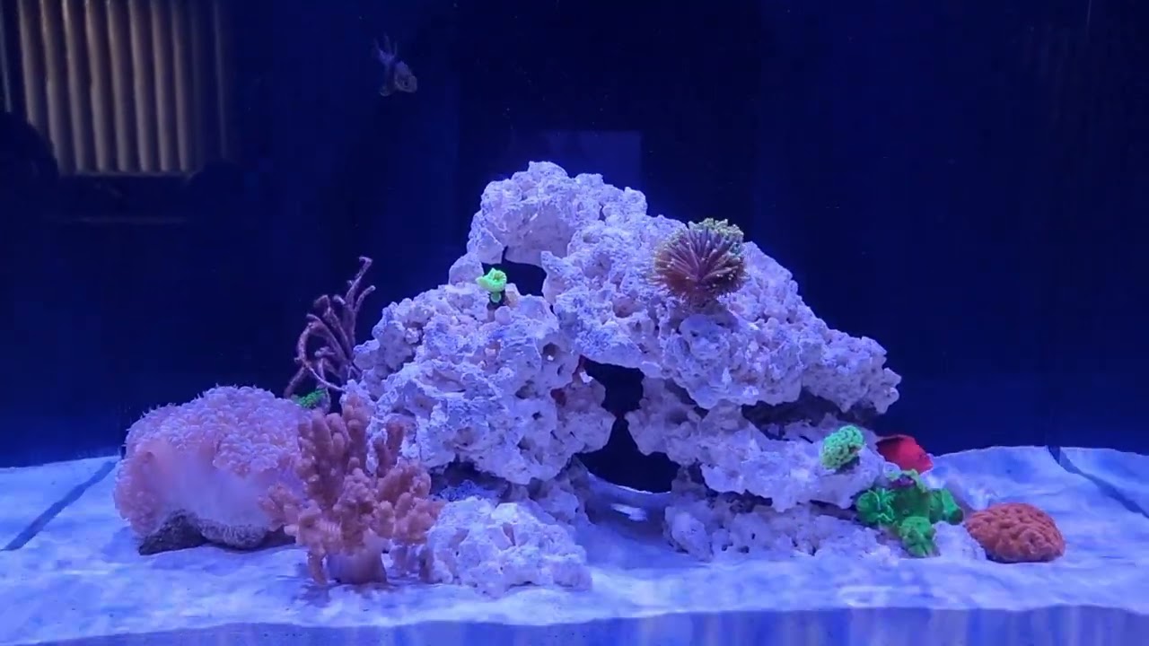 Tank tour - Fish and coral added to the tank! Waterbox Marine X 90.3