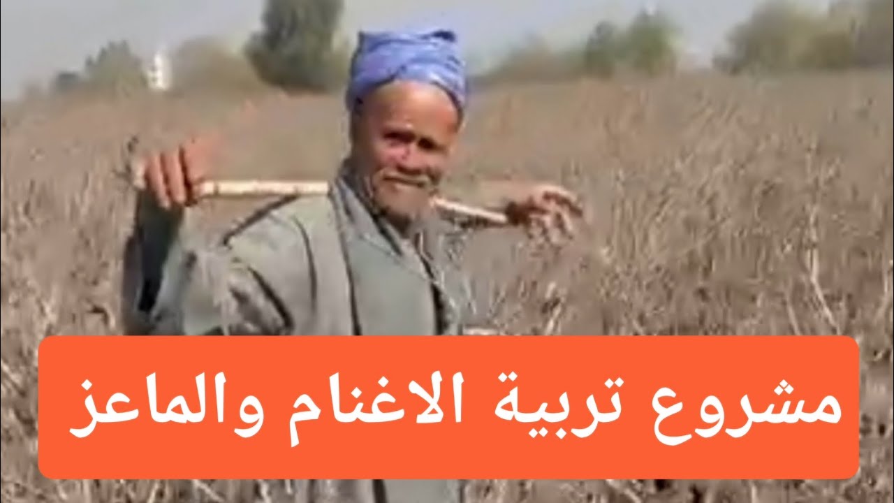 مشروع تربية الاغنام والماعز لكل واحد عايز يعمل مشروع ادخل شوف الفيديو 👍