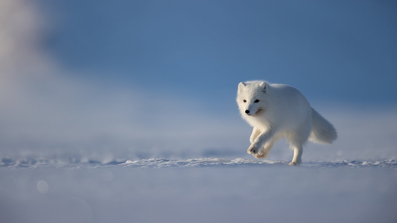 10 Wild Animals in Sweden