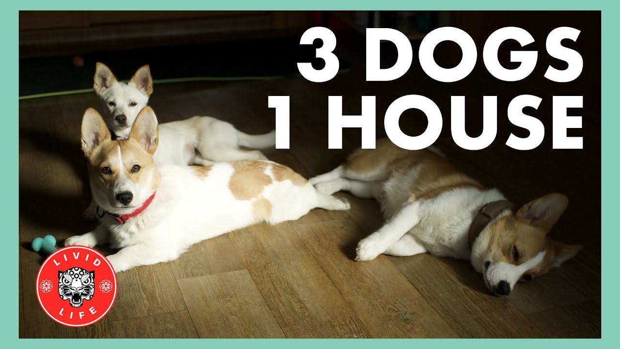 HAVING THREE DOGS IN KOREA